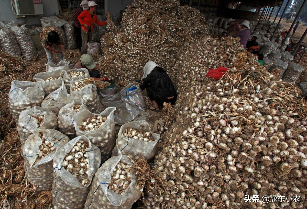 2021年新鲜蒜苔和大蒜价格行情持续走低，晚熟蒜还有涨价的可能吗