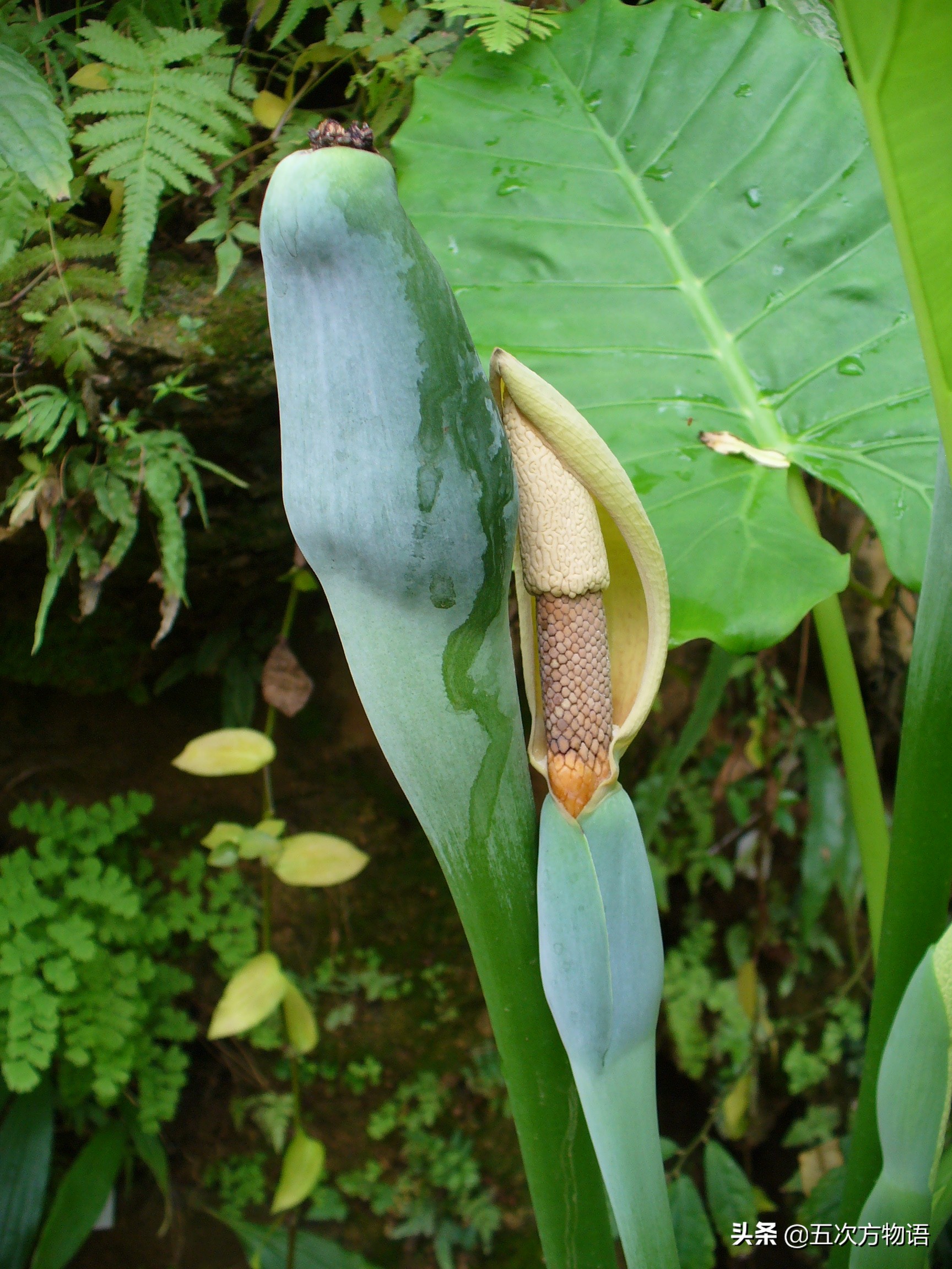 魔芋图片植物图片(天南星科植物) - 赤虎壹号