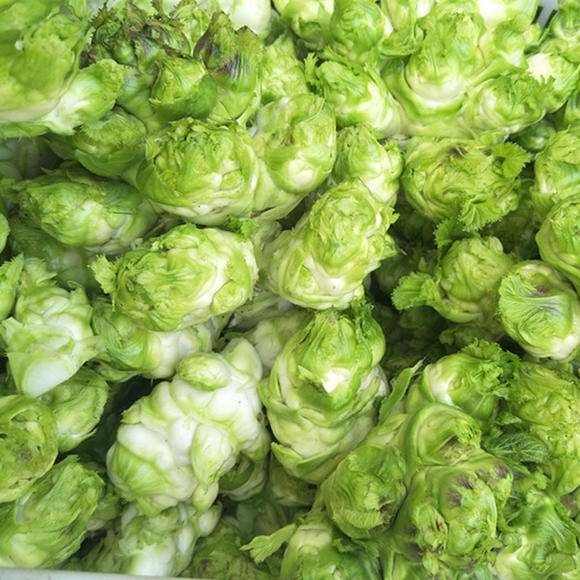 问你个问题，你可敢回答：“芥菜一共有多少种？”