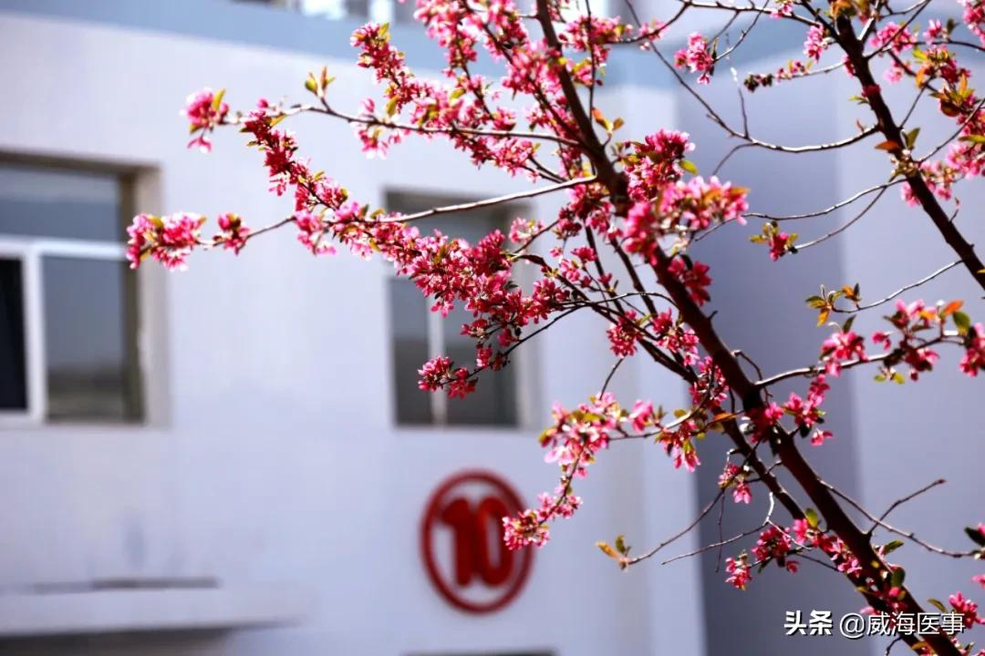 精致医院丨春色恰好，花开医苑