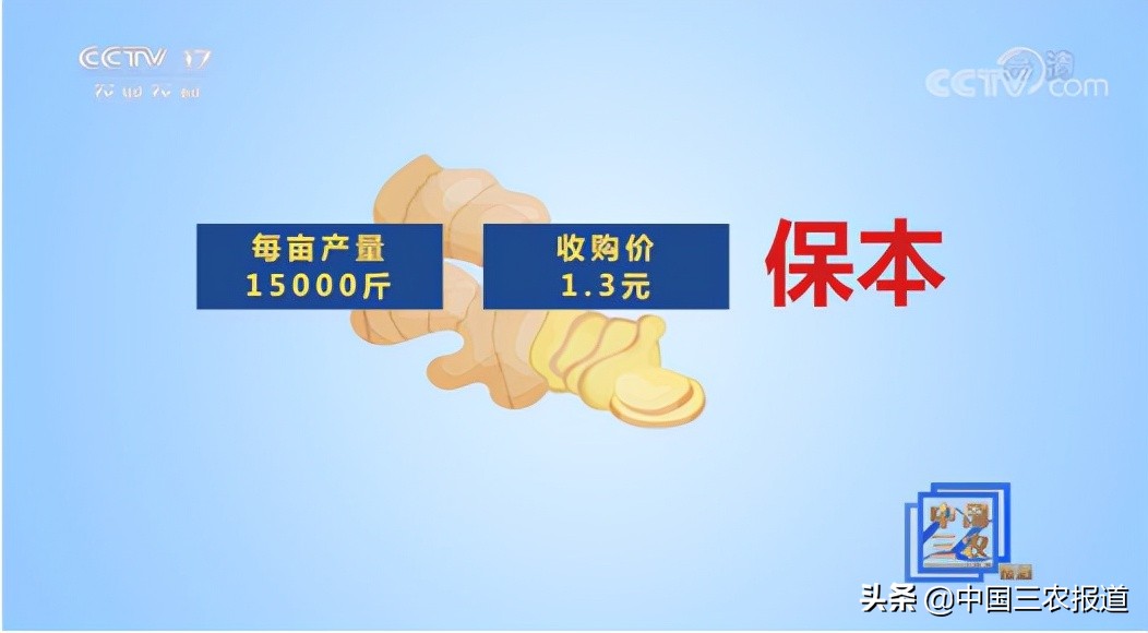 山东今日大姜价行情「山东小麦价格今日价」
