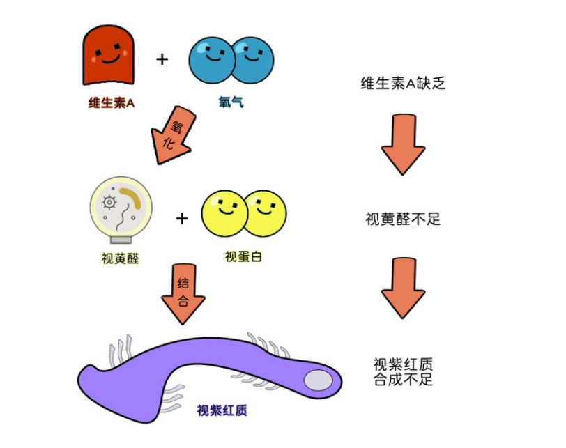 夜盲症的症状，夜盲症如何食疗？