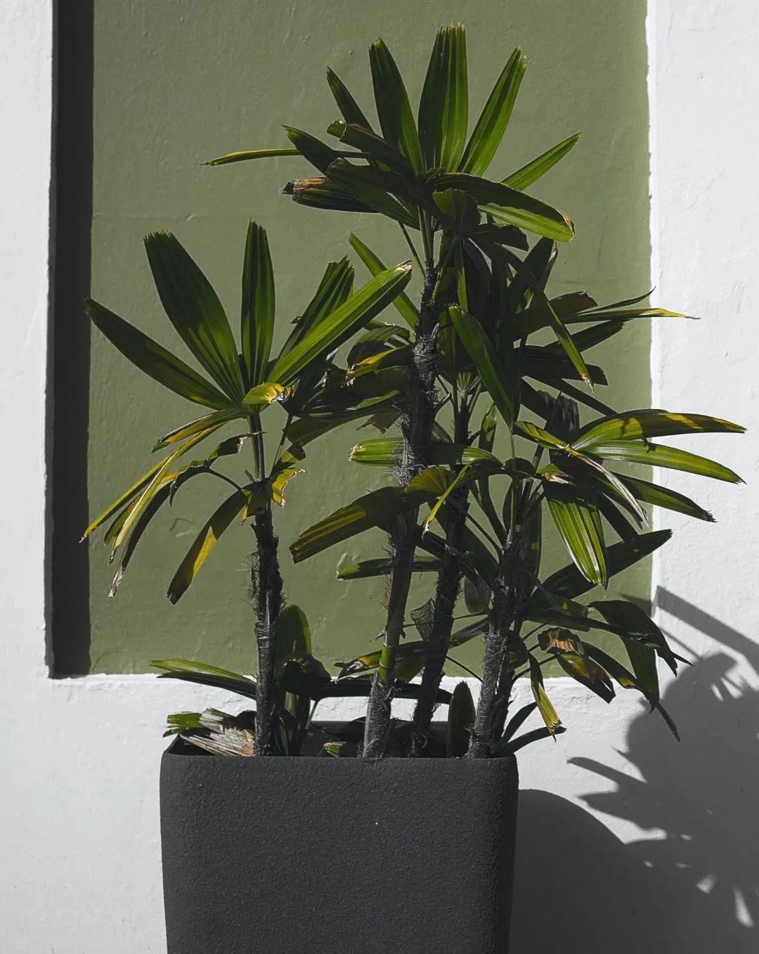 常见50种植物（50种常见的室内盆栽绿化植物）