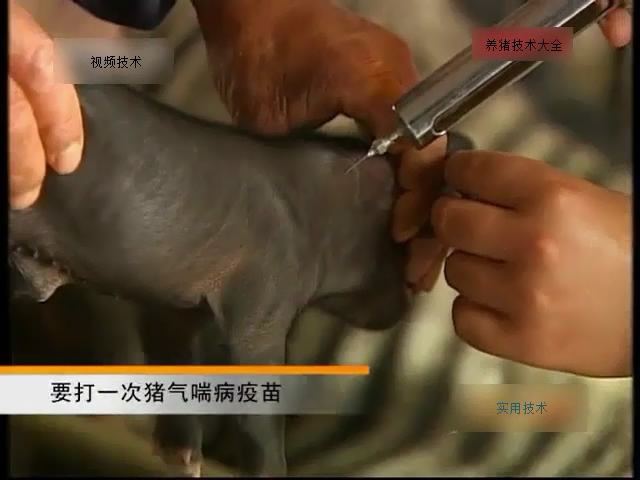 猪的免疫程序