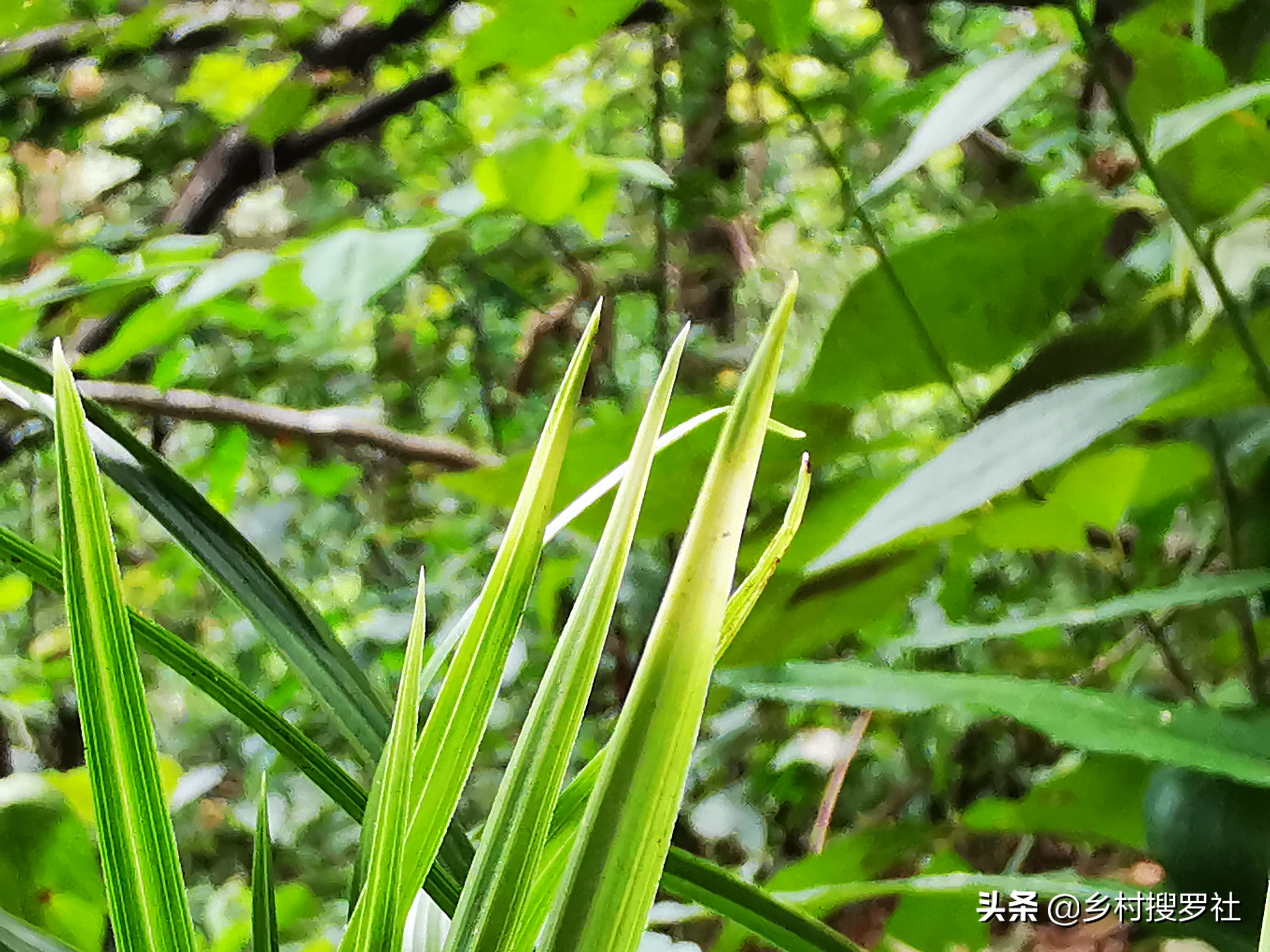 遇到这样的野生兰花艺草,就要小心了,可能两个月就无艺