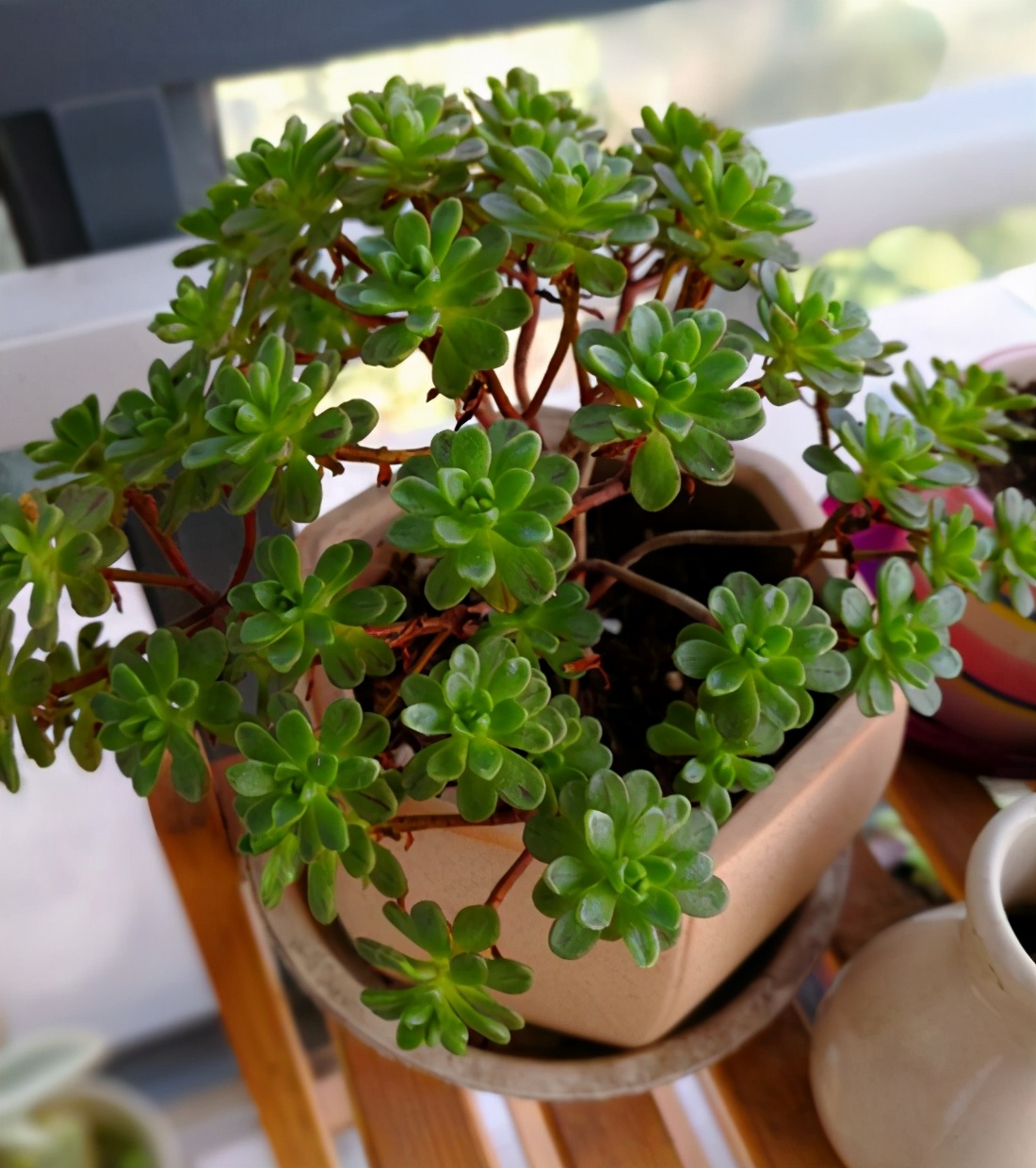 多肉植物的特点（多肉介绍篇罗列多肉的优缺点）