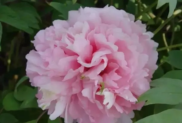 100种名贵牡丹鉴赏 绘画好素材（报花名）
