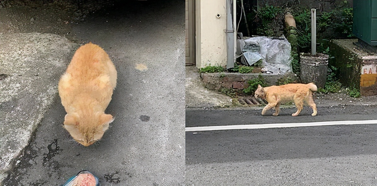 路邊撿到一隻受傷橘貓，半年後貓咪越來越仙，網友：基因突變嗎