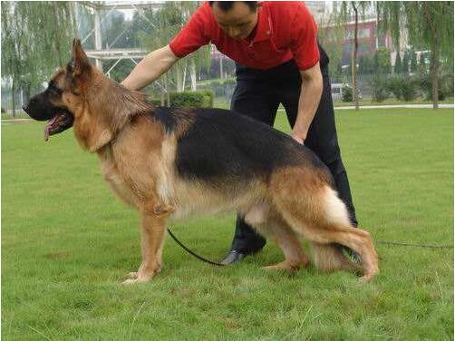 怎样挑“优秀、健康”的德国牧羊犬？很简单，看这几点就行