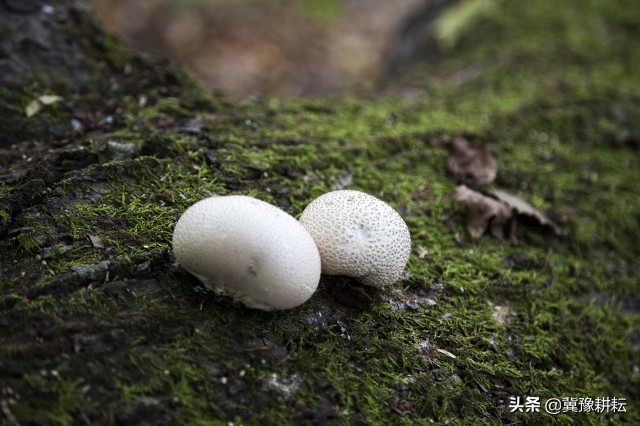 牛屎菇是什么（快速认识民间美味“牛屎菌”）