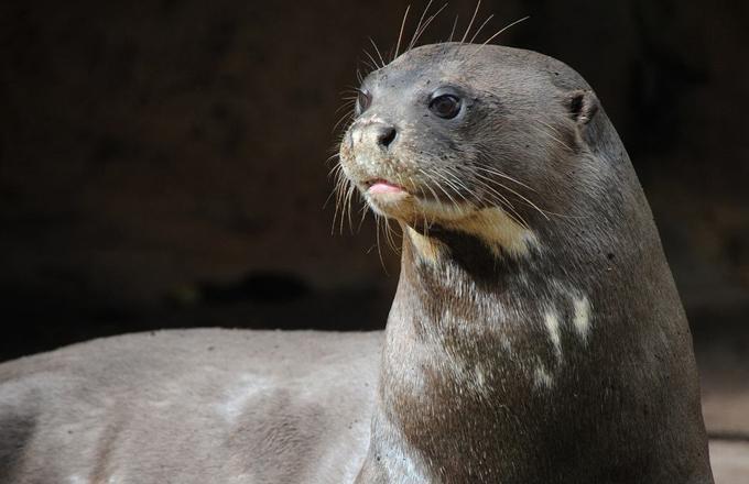 巨獭(pteronura brasiliensis),也叫亚马逊巨水獭,巴西大水獭,巨水獭