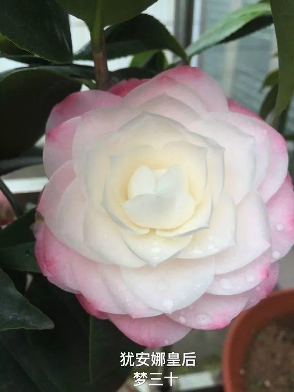 赛牡丹图片来源:茶花吧春节前后,正是茶花的开花时节,不少花友纷纷晒