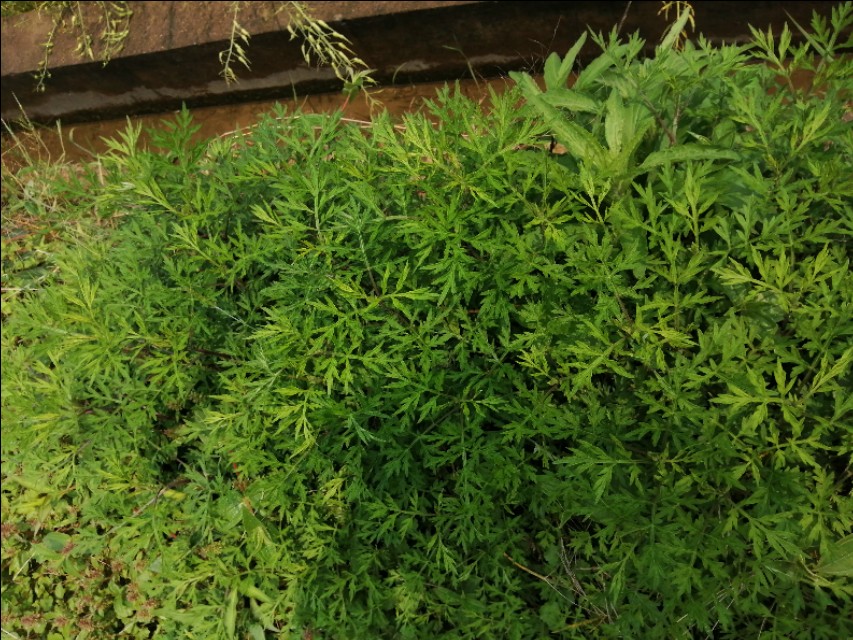 陌上花开，彩蝶翻飞，蜜蜂采蜜，这是一阙美丽的《蝶恋花》