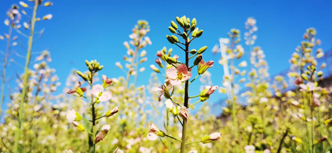 国家级一流！厉害了我的云南农大