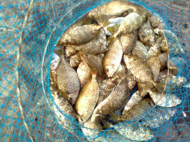 泥芒鱼(泥猛鱼的毒性大吗)-皮皮自媒体