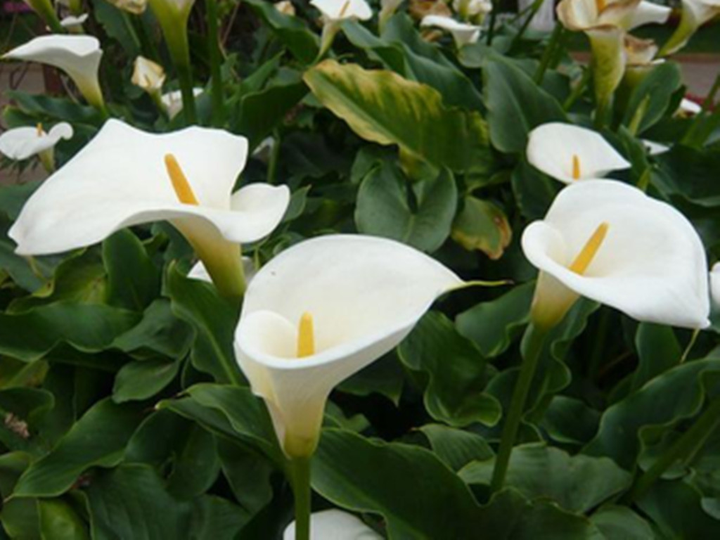 彩色马蹄莲一年开几次花(养马蹄莲做1件事开花期长)