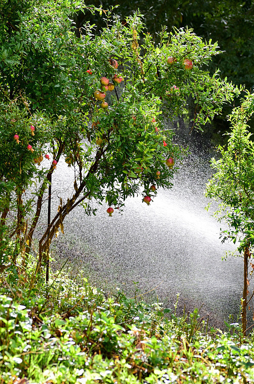 4月份种树还能种活吗（3种果树该种植不然错过最佳种植）