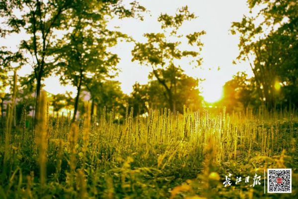 不服气！武汉这12所高校来PK了！快来评评，谁是最美大学？