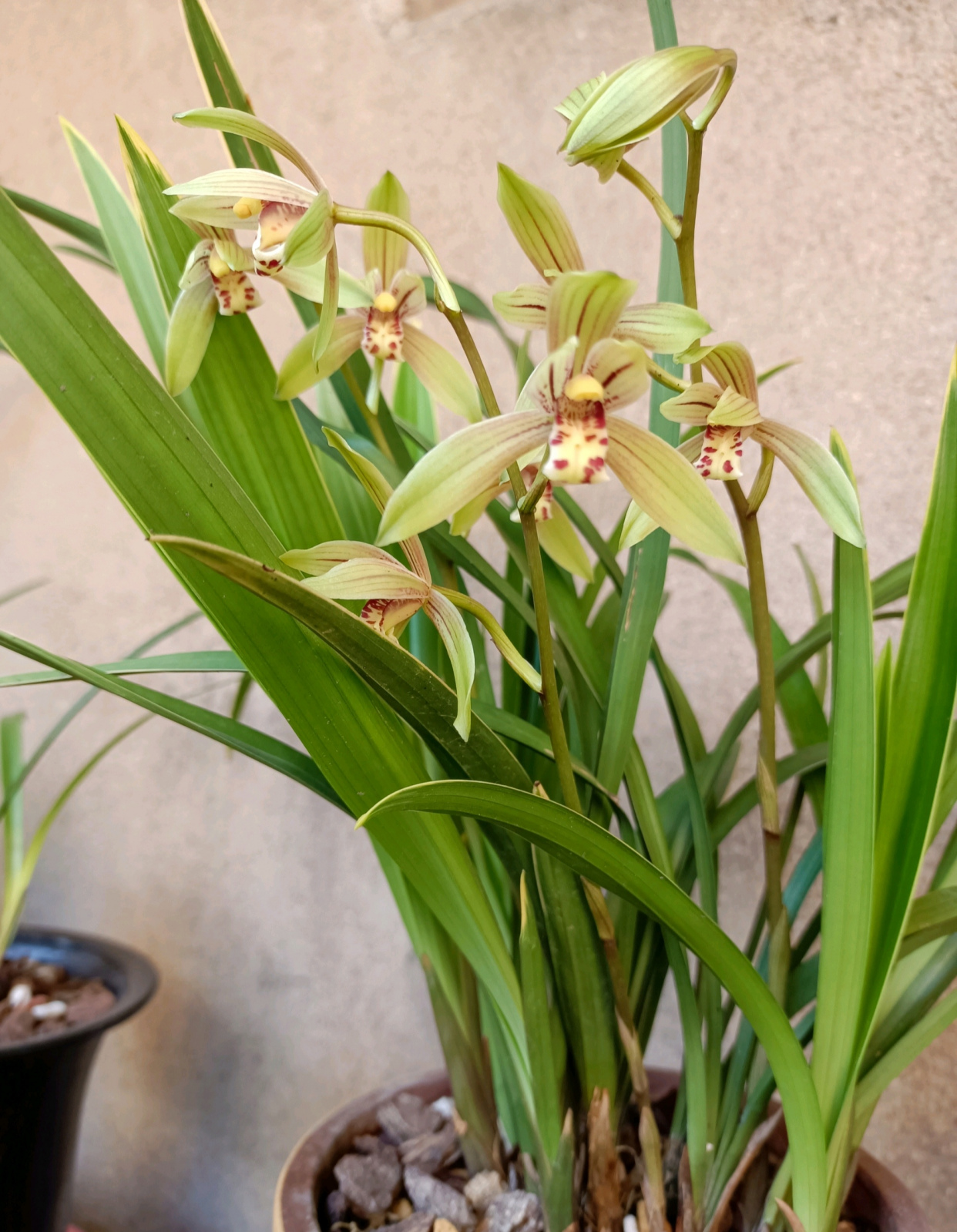 兰草花图片(兰花总也养不好) - 赤虎壹号