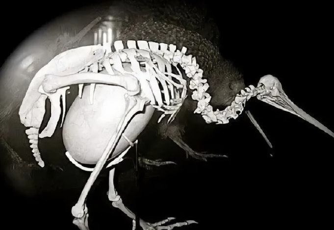 颜值地板砖——王鹫,和长相奇特的几维鸟,谁是"最丑"的?