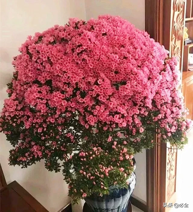 花怎么剪是什么（花怎么剪(jian)教程）-第12张图片(pian)-昕阳网
