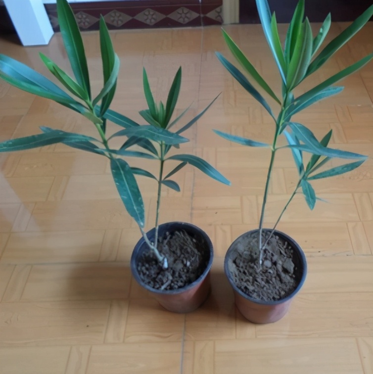 你养的花，可能是“毒花”，盘点8种常见毒花