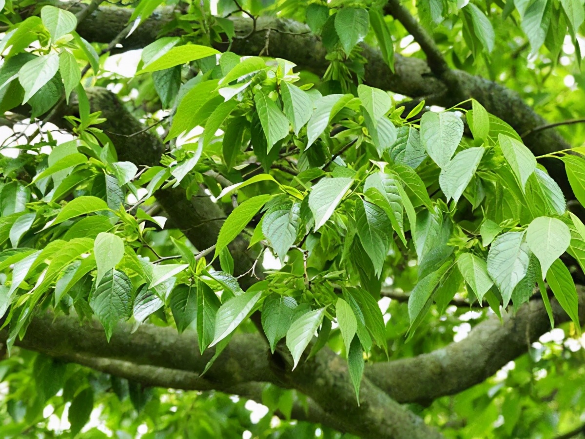 树内有“银丝”，树皮50一斤，却不知雄花价值更高，见到请保护