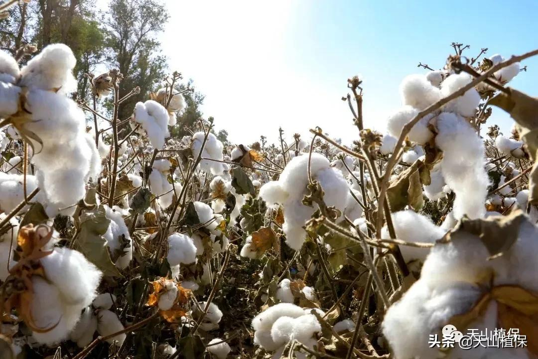 棉企敞开收购,棉价企稳,优质优价成为主流