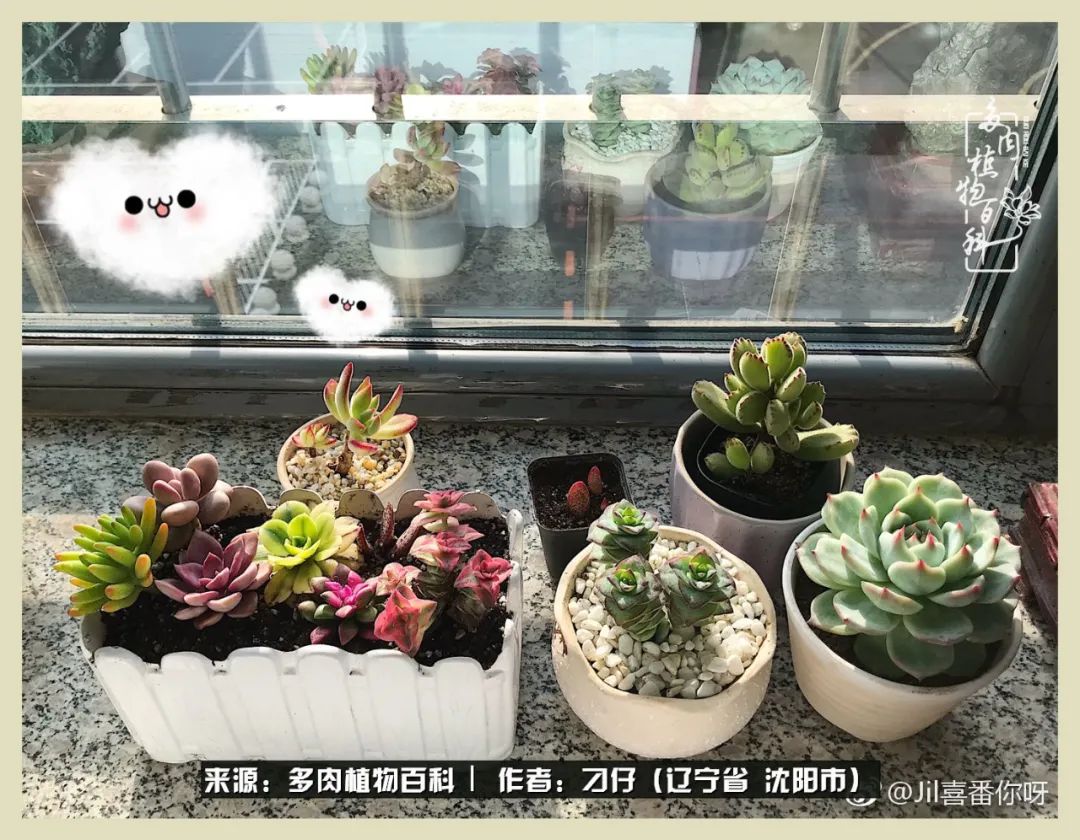 三年时间,多肉能养成什么样?