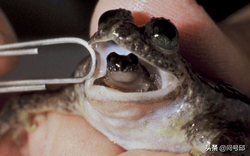 琵琶蟾蜍照片(关于青蛙一些怪异的现象：眼球吞咽食物和嘴巴分娩后代)