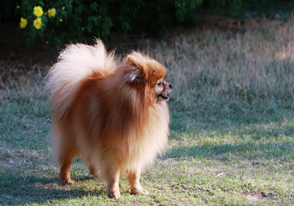 狗狗尿液发红是怎么回事