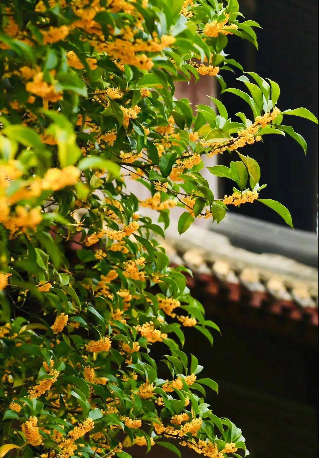 桂子月中落，灵隐寺里秋意浓