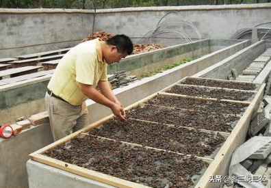 土鳖虫养殖,土鳖虫养殖技术和利润