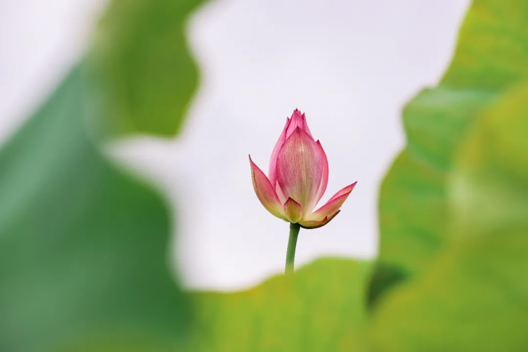 和顺古镇 | 水上印象 又是一年赏荷季