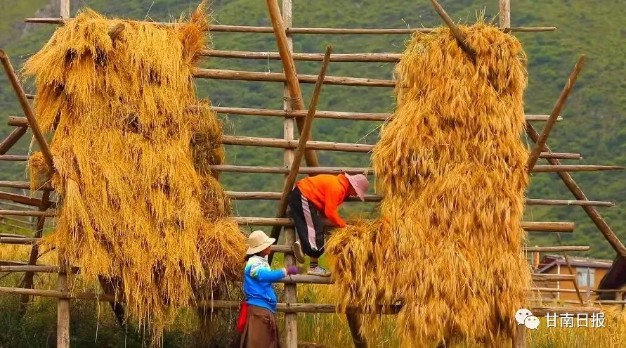 五无新甘南 金秋话丰年