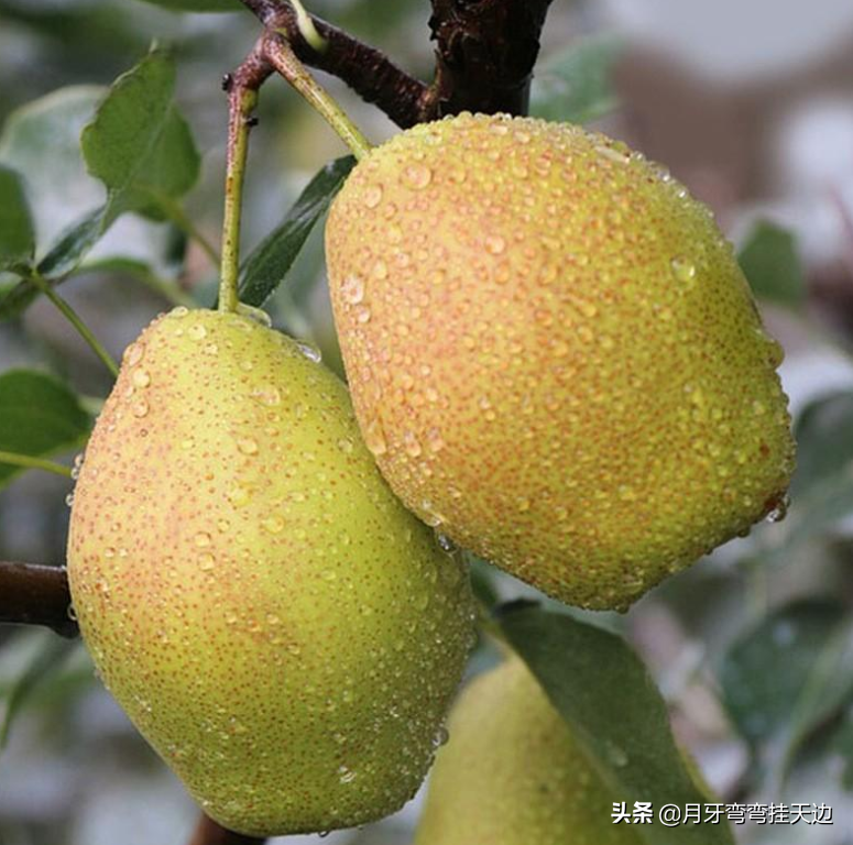 這4種水果,汁水足維C多,好吃又便宜,我家一年四季屯,常吃不厭
