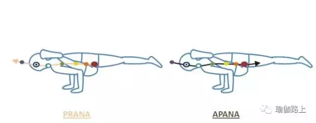30 個常見瑜伽體式的正確發力放向，氣息流動和對應脈輪