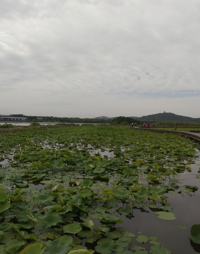 清晨，去湖边吹吹风