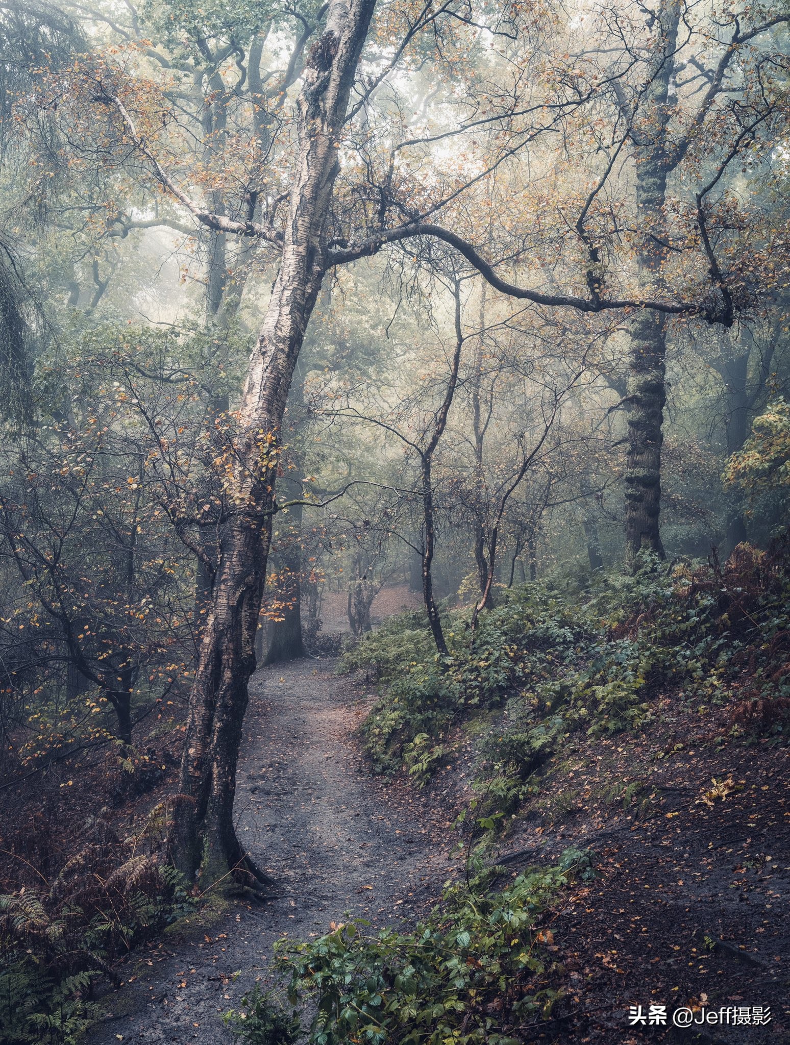 林地摄影,每一片树林都应该被拍成这样
