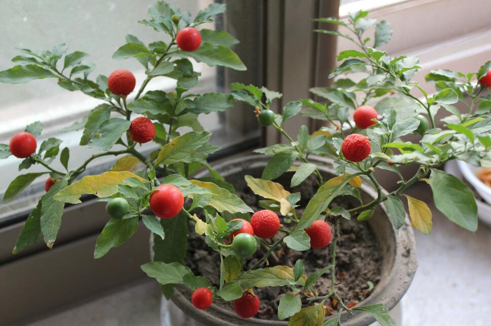 珊瑚豆的养殖方法和注意事项(珊瑚豆的繁殖方法和注意