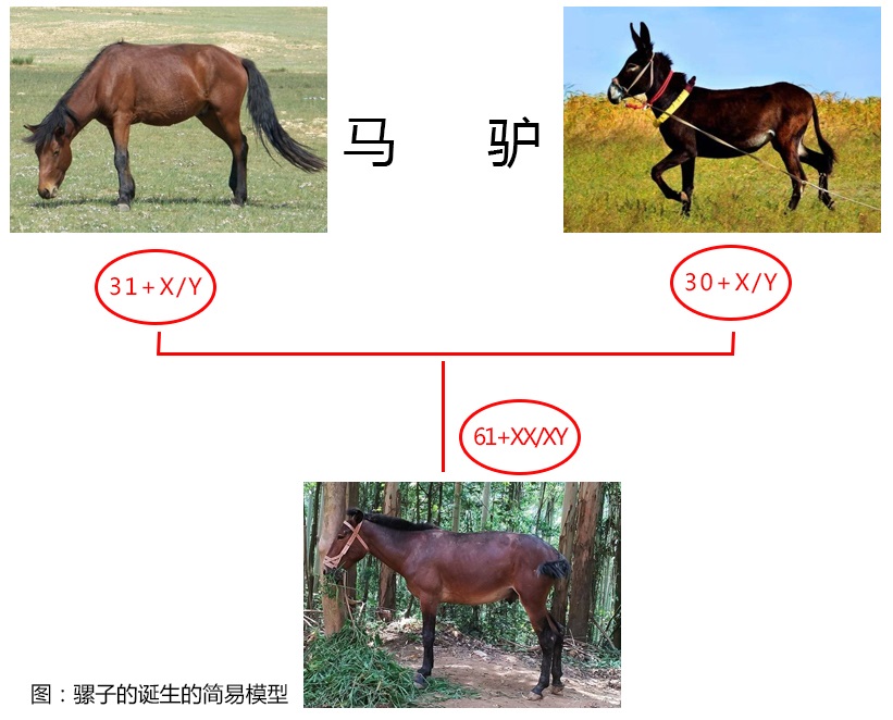 驴是怎么配(pei)对（马配驴是怎么配对的）-第10张(zhang)图片-悠嘻资讯网