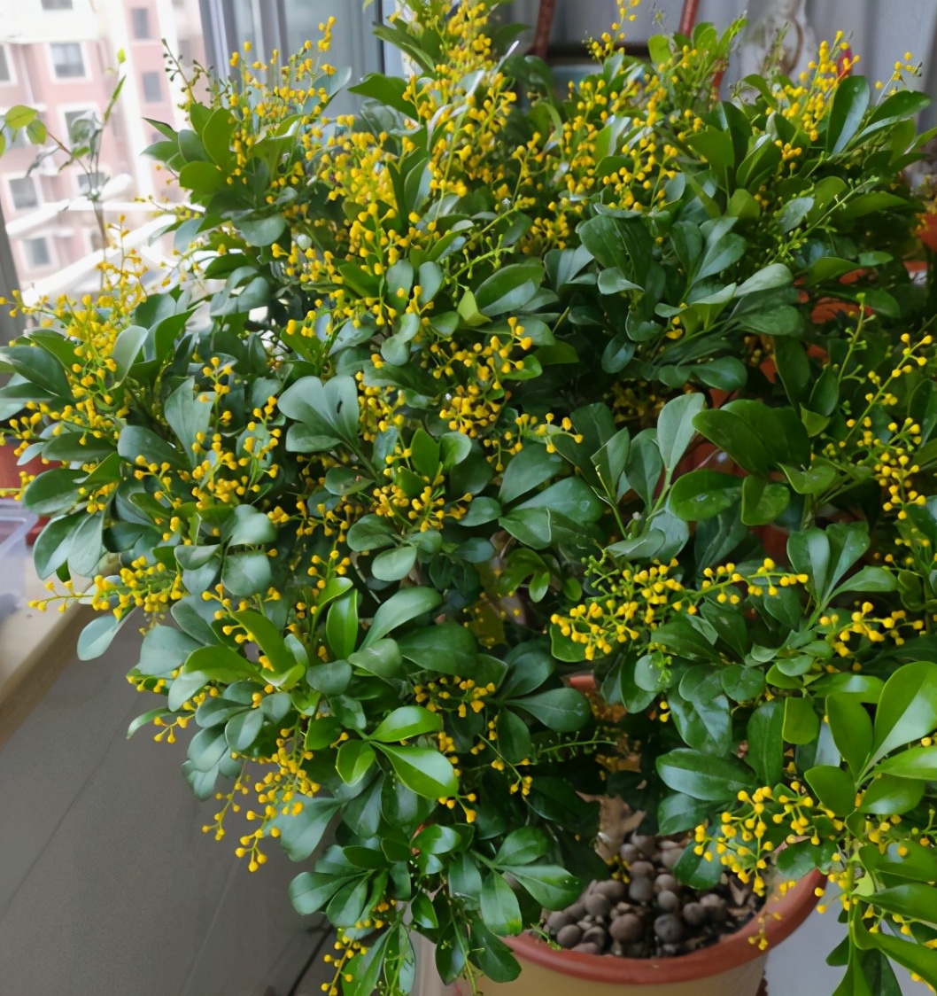 最好养的花卉有哪些（盘点五种最好养活的花卉）