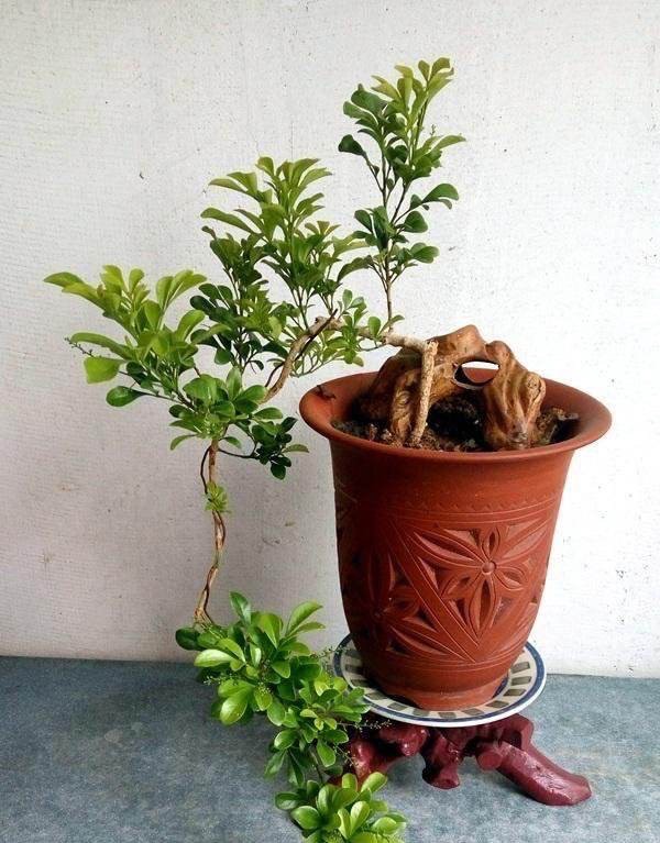 米兰花的养殖方法和注意事项 米兰花为什么不吉利 - 春风号