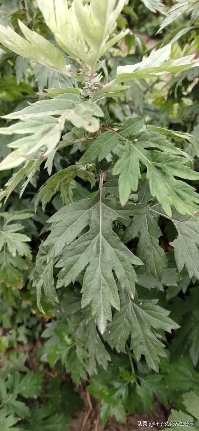 苦艾草也稱艾草,艾草是菊科蒿屬植物.