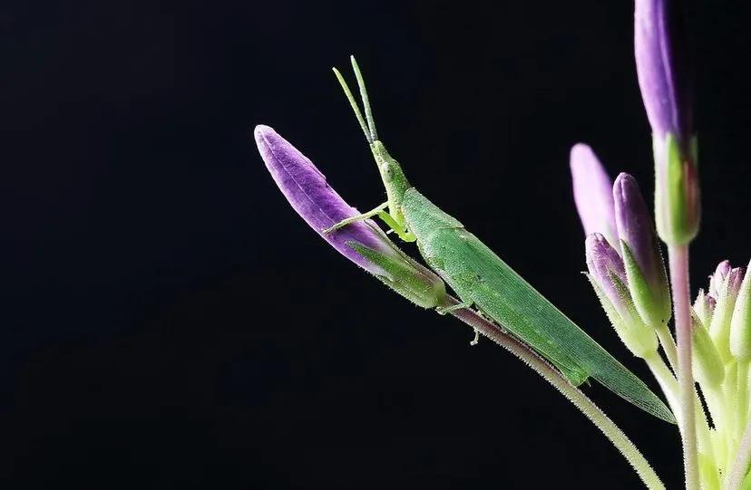 蚱蜢和蚂蚱的区别（盘点生活中常见的昆虫种类）