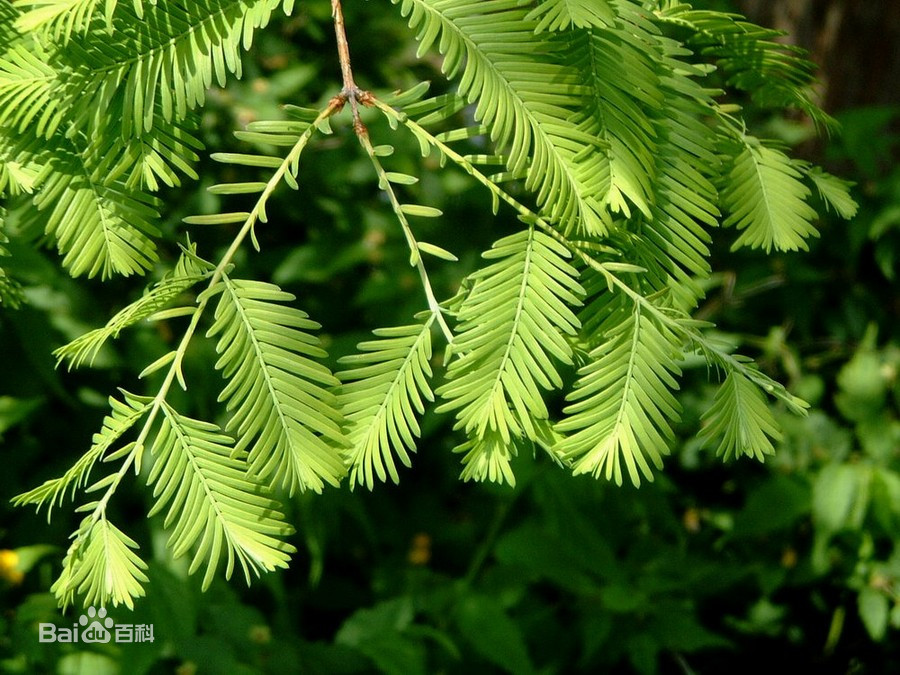 常见的10种裸子植物（常见的10种裸子植物及特征）-第19张图片-巴山号