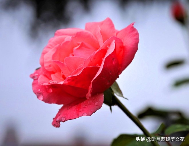 爱你如初，此生，有你足矣