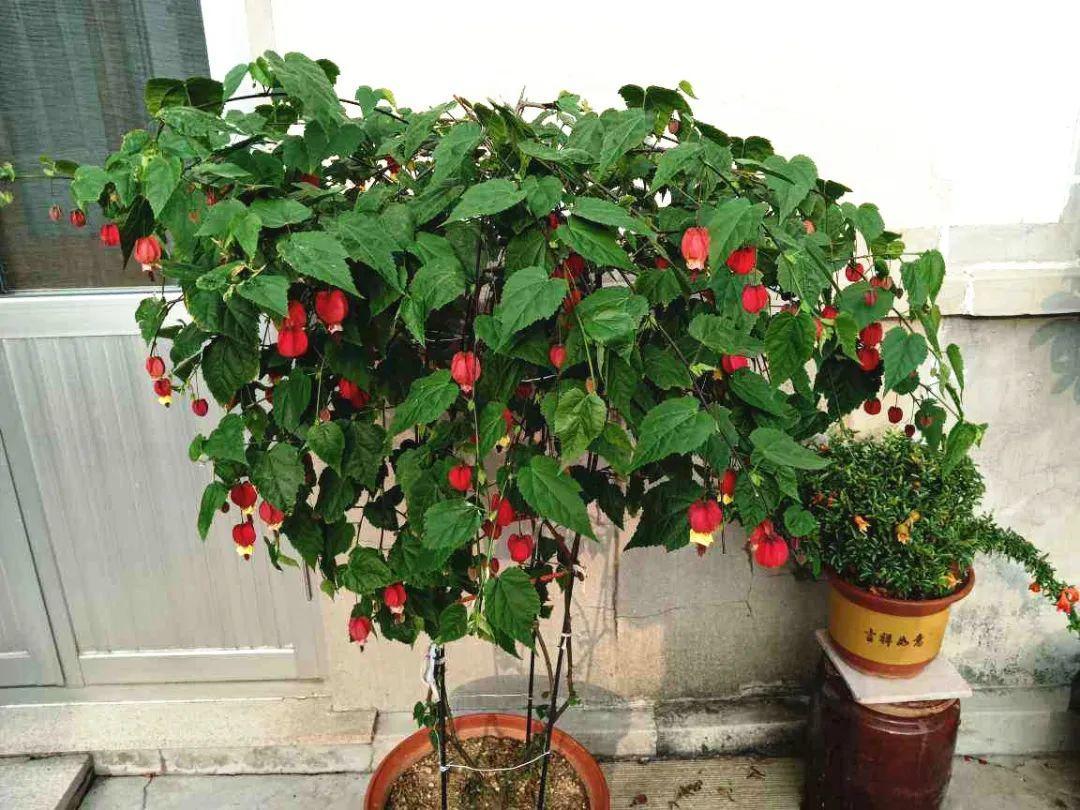 耐阴又容易开花的植物有哪些30种耐阴好养的开花植物