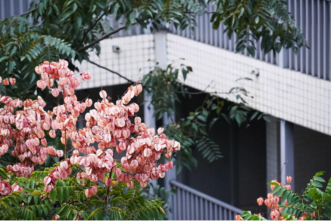 高清大图惊艳来袭！或许，“她”就是南京大学最美校花！