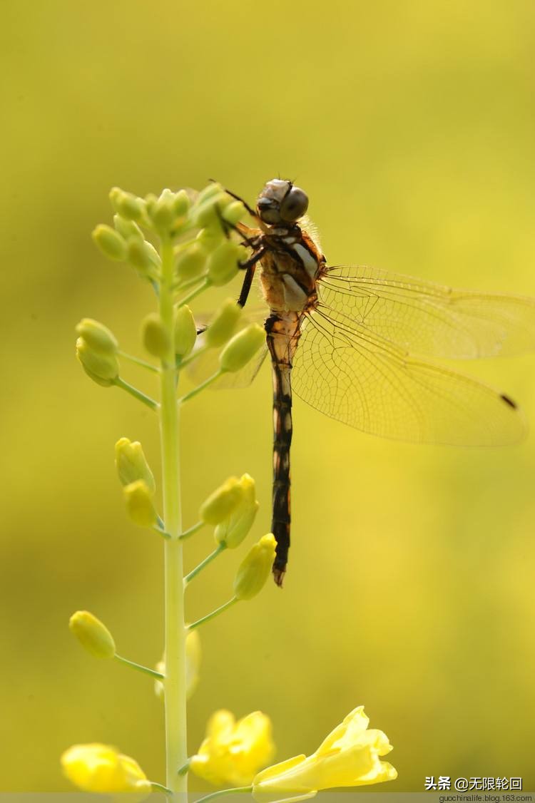 10首最美的油菜花诗：别拿菜花不当花